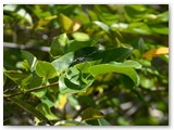 Bavaro_2009_038