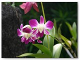 Bavaro_2009_058