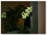 Bavaro_2009_158