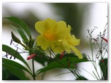 Bavaro_2009_175