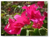 Bavaro_2009_248